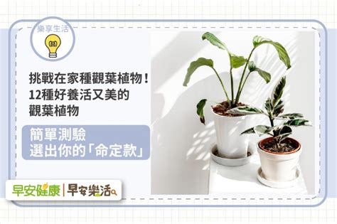 在家種植物|挑戰在家種觀葉植物！12種好養活又美的觀葉植物，簡。